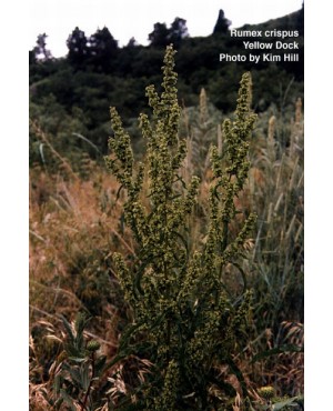 Rumex crispus